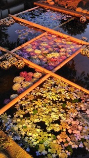IMG_9510.jpeg