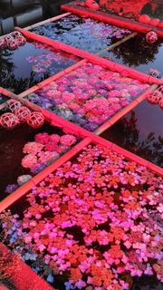 IMG_9512.jpeg