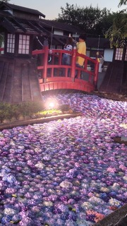IMG_9514.jpeg